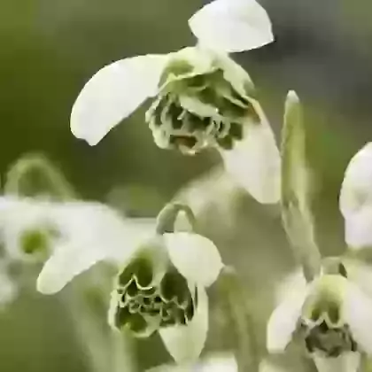 Nivalis Hippolyta